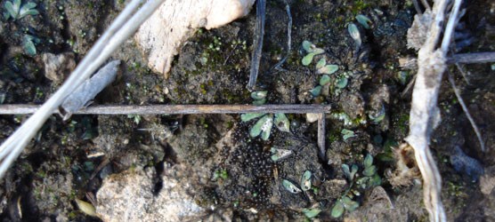 Photo of tiny dark balls of algae on the soil. Photo of tiny dark balls of algae on the soil.