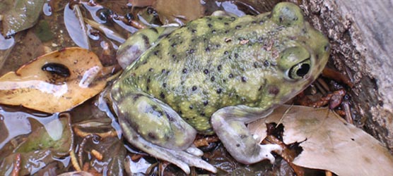 Amphibians - Carlsbad Caverns National Park (U.S. National Park Service)