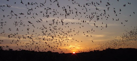 From April through mid-October, visitors watch the nightly spectacle of several hundred thousand Brazilian free-tail bats exiting Carlsbad Cavern in search of food.