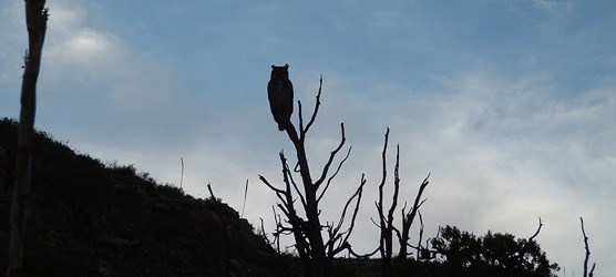 Photo of great horned owl.