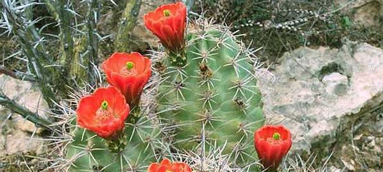 Photo of claret cup cactus.