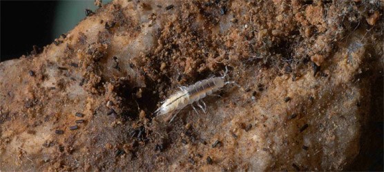 Photo of a terrestrial isopod.