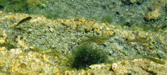 Photo of roundnose minnow