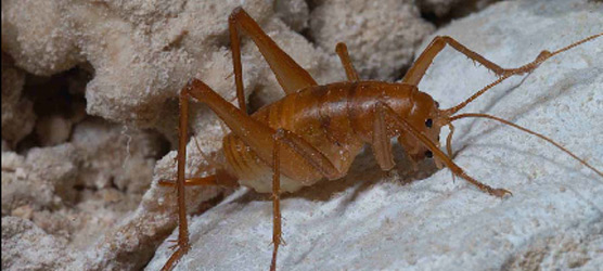 Image result for carlsbad cave cricket