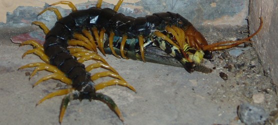 Photo of a giant desert centipede.