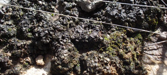 Photo of lichens. Photo of lichens.