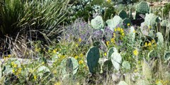 Regenschauer können die Chihuahua-Wüste das ganze Jahr über mit Farbe zum Leben erwecken.