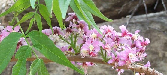 Photo of Mexican buckeye with pink flowers. Photo of Mexican buckeye with pink flowers.
