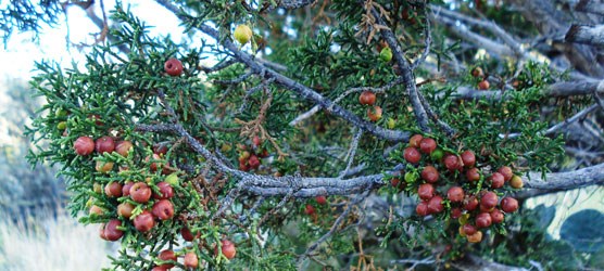 The reddish-brown fruits of the female plant of Pinchot juniper. The reddish-brown fruits of the female plant of Pinchot juniper.