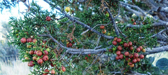 The reddish-brown fruits of the female plant of Pinchot juniper.