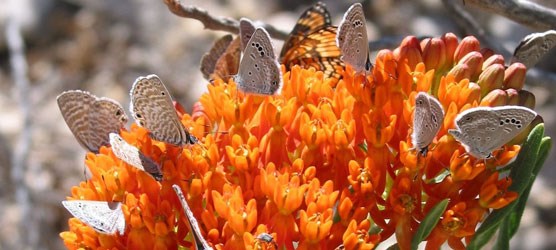 Photo of orange butterflyweed with butterflies eating its nectar. Photo of orange butterflyweed with butterflies eating its nectar.