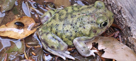 Couch’s spadefoot (Scaphiopus couchii), a type of toad, is a true desert animal. It spends most of its time dormant in the soil, only coming out to breed in those rare summer rains.