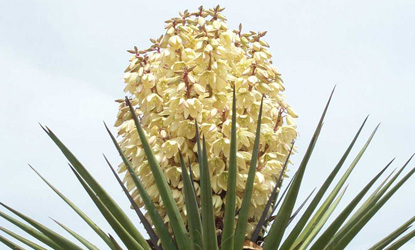 The glorious Torrey yucca (Yucca torreyi) can flower at almost any time of the year.