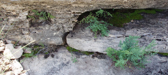 Several kinds of ferns (and mosses) inhabit Carlsbad Caverns National Park.