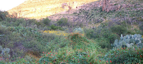 Wildflowers can put on quite a display when the late summer rains arrive on schedule, as they did in September of 2006.