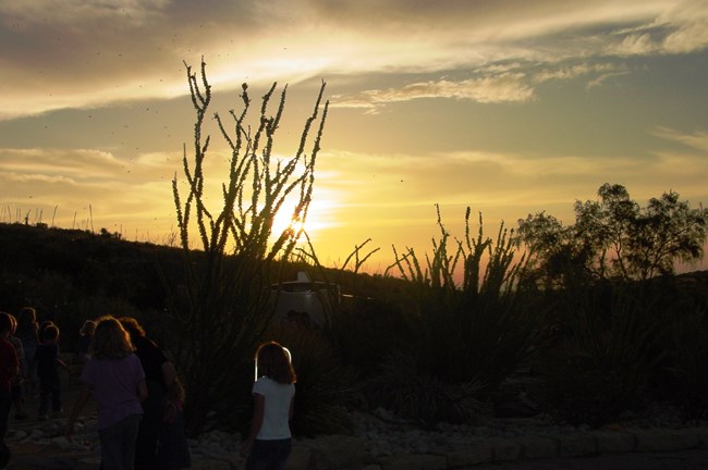 Children watch bats return to Carlsbad Cavern at dawn.