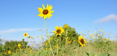 Sunflower Modified