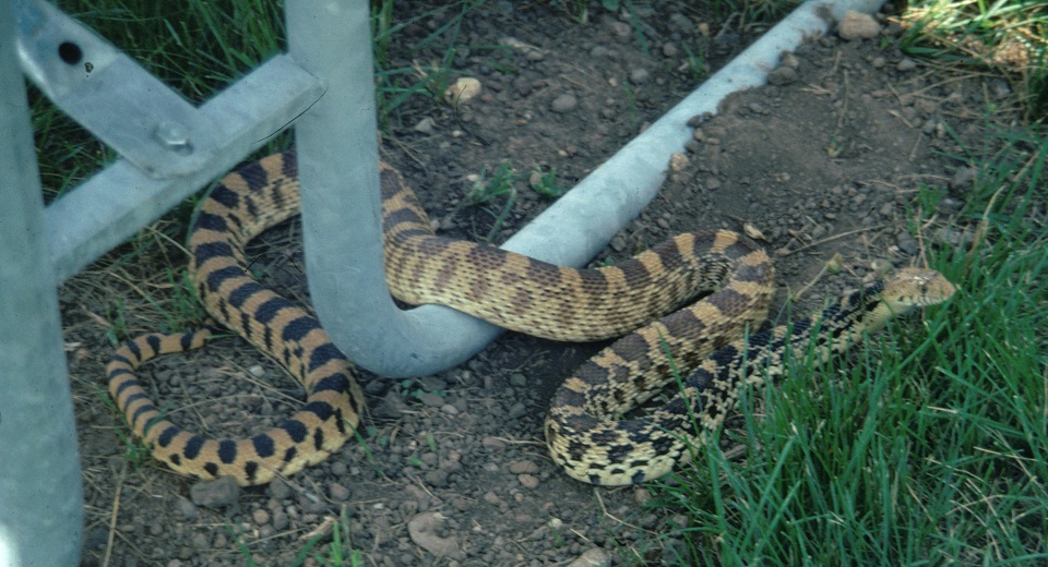 Bull Snake close to Picnic Table Bull Snake close to Picnic Table