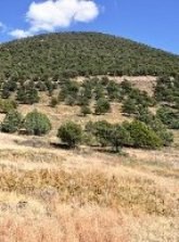 Forested slope on Capulin Volcano