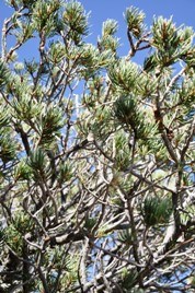 Pinyon pine