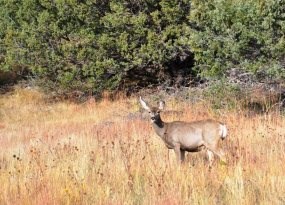 Mule Deer