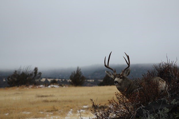 Mule Deer Buck on outcrop