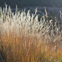 Prairie Grass