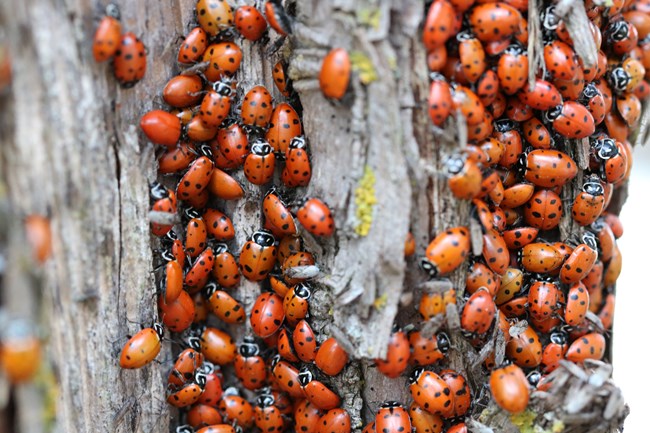 A tree trunk with rough bark is covered in small oval shaped Lady Beetles.  Their smooth domed red backs are dotted with black spots as they swarm atop the trunk and another.