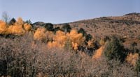 Color photograph of grove of Aspen trees showing orange-yellow fall color.