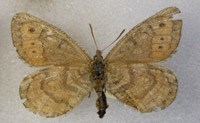 color photograph of pinned butterfly specimen
