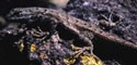 Color photograph of lizard on lichen covered rock.