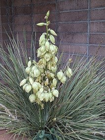 Flowering Yucca Plant