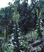 color photograph of common mullein plant with several blooming spikes