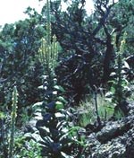 Color photograph of Common Mullein in bloom.