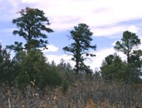 Color photograph of three Ponderosa Pines on ridge silhouetted against sky.