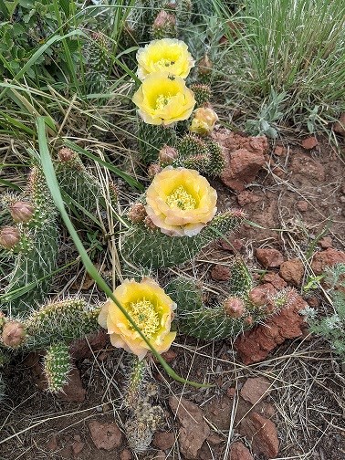 Yellow Flowering Prickly Pear Cactus
