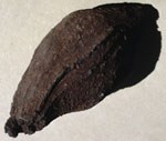 color photograph of teardrop shaped brown rock