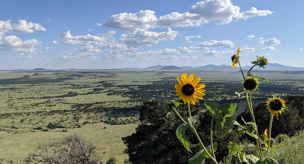 sunflowers with views of the volcanic field