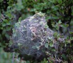 color photograph of mass of caterpillars within web
