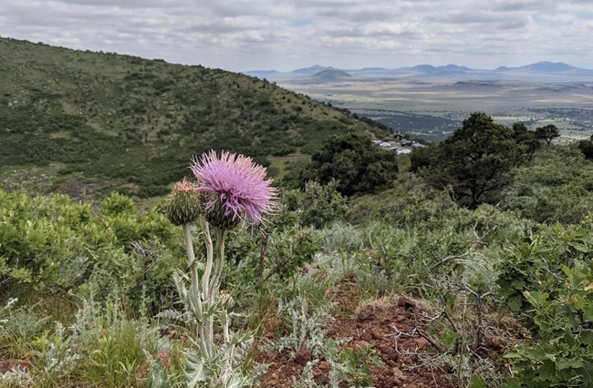 Thistle overlooking the crater of Capulin Volcano