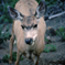  color photograph closeup of mule deer.