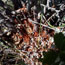 Ladybugs swarm