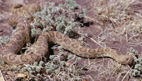 color photograph of bull snake in dirt