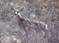 color photograph of mule deer facing camera with large ears prominent