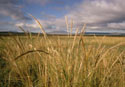 Color photograph of grasses.