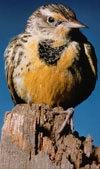 Color photograph of Meadowlark perched on stump