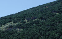 Color photograph of forested slope of Capulin Volcano.