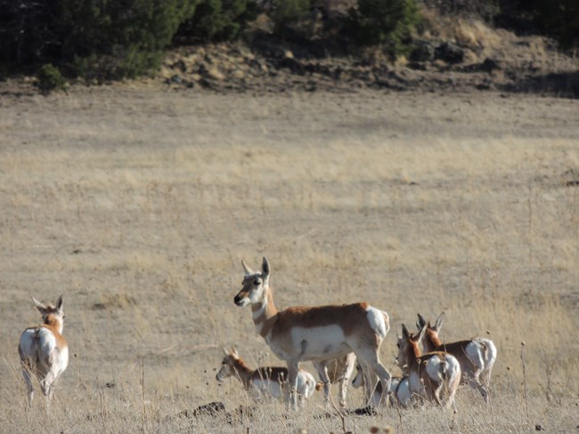 Pronghorn