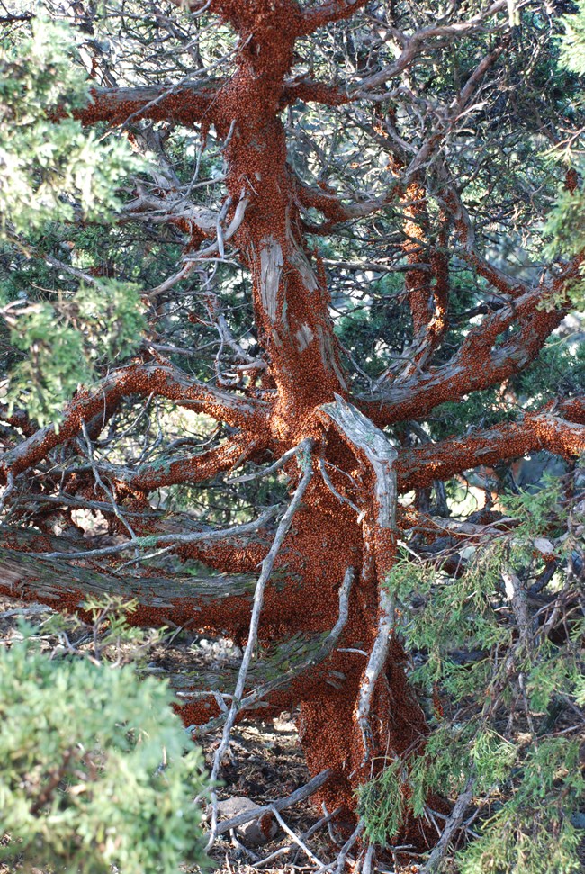 Ladybugs covered tree