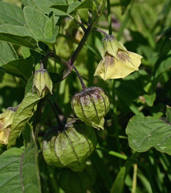 Ground Cherry